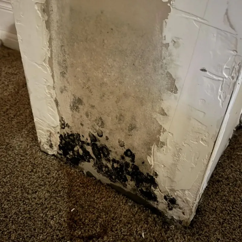 Professional Mold Removal in Burton, OH